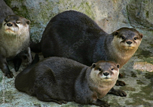 Two river otters on land