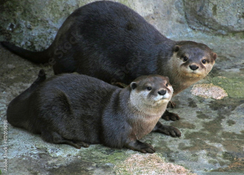 Two River Otters on land