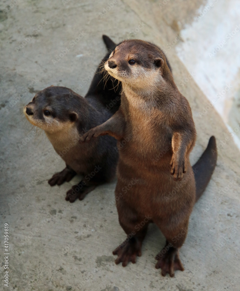 Obraz premium Two River otters on land