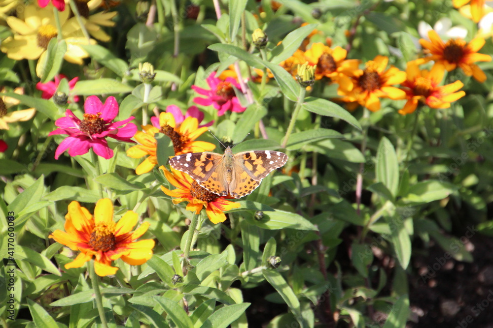 Obraz premium Butterfly Resting, Banff National Park, Alberta