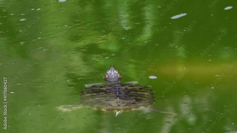 HD video of Pond Slider Turtle floating on the surface of murky pond water, Koi fish swims by underwater.
HD video of Pond Slider Turtle floating on the surface of murky pond water, Koi fish swims by underwater.