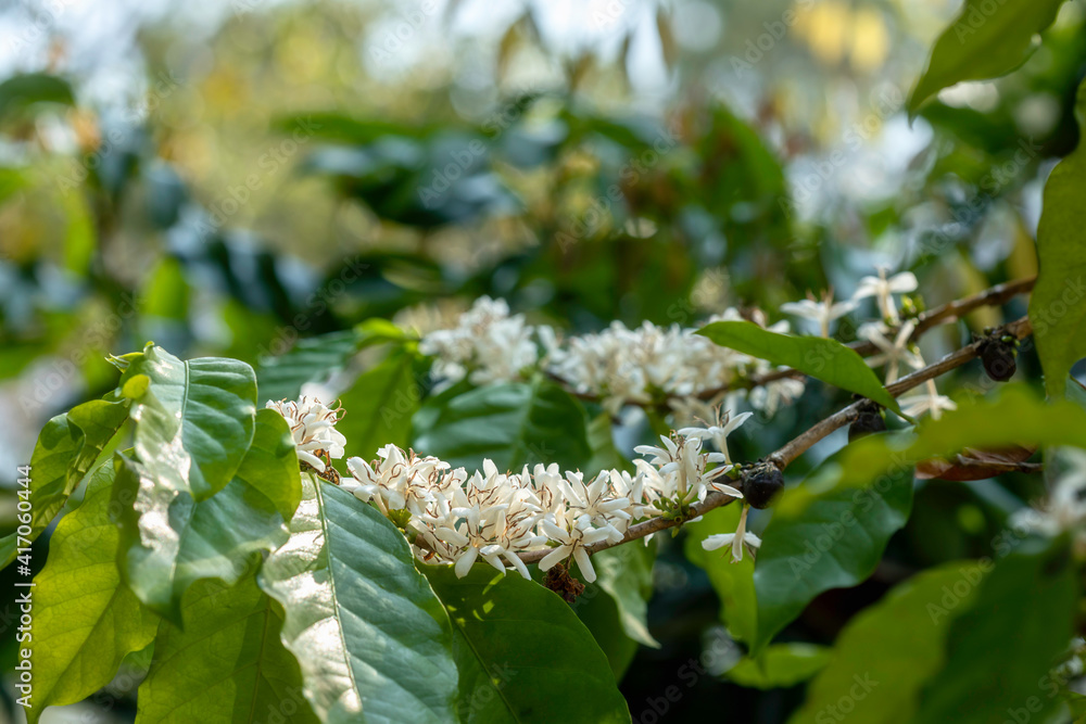 Fototapeta premium Close up view of arabica coffee white color flower blossom on coffee tree in plantation