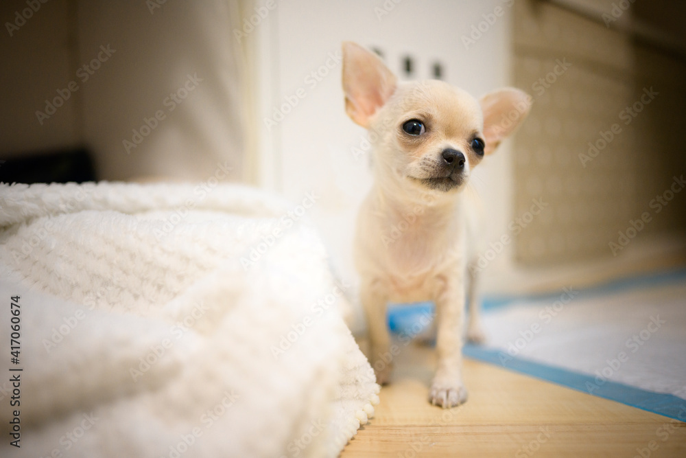 A portrait of Chihuahua puppet A portrait of Chihuahua puppet