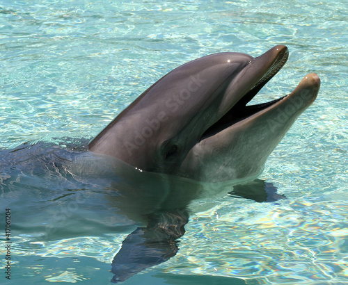 Delphin - Dolphins