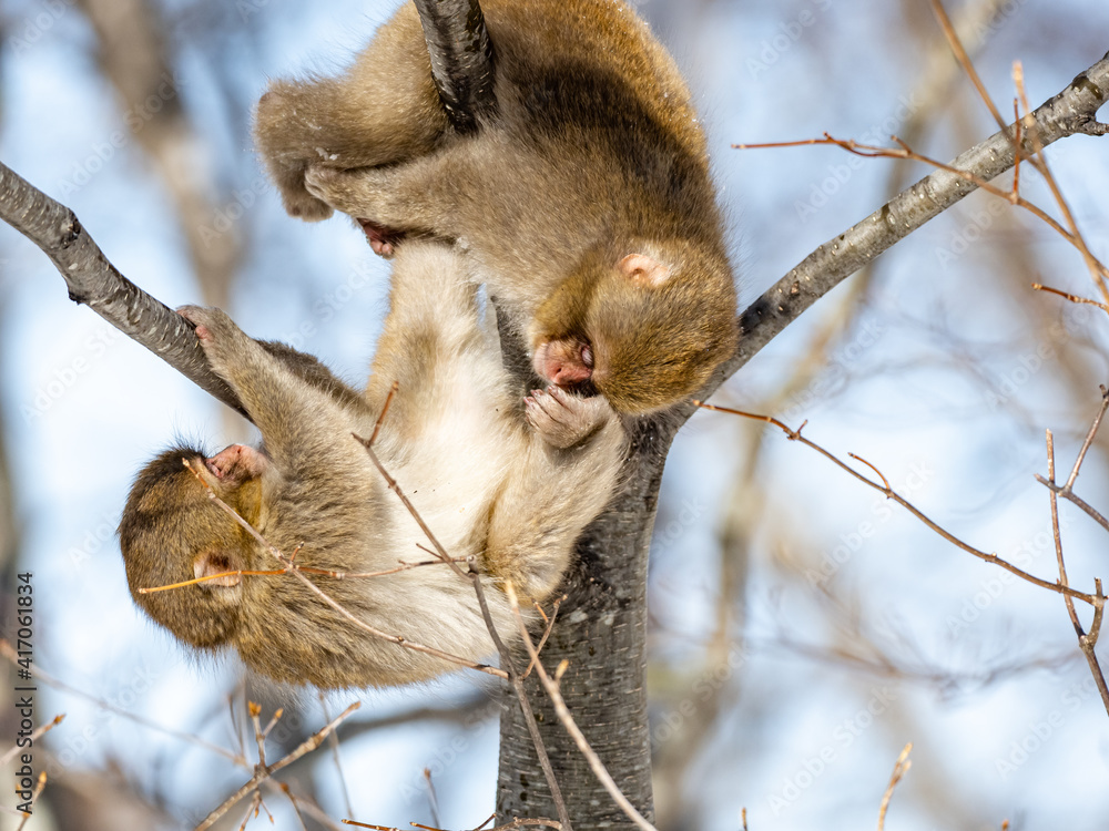 Fototapeta premium Young snow monkeys fighting in shiga kogen tree 2