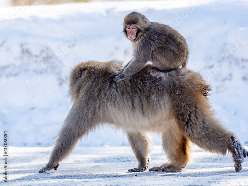 Sticker Japanese snow monkey on the road in shiga kogen 5