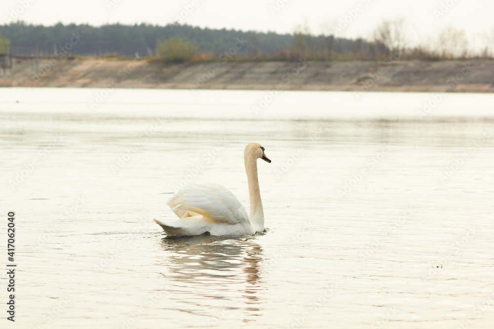 Obraz premium Beautiful swan birds float on the water of the lake.