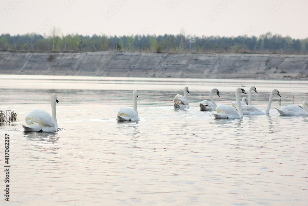 A flock of white swans floating on the reflective water of the lake. A flock of white swans floating on the reflective water of the lake.