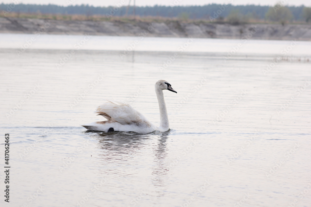 Beautiful swan birds float on the water of the lake.
Beautiful swan birds float on the water of the lake.