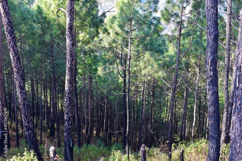 Group of trees in the forest background in India