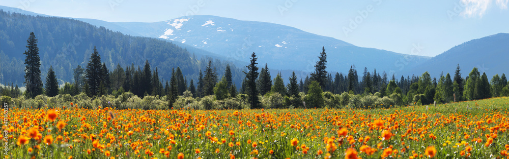 Fototapeta premium Blooming spring meadow on the background of snow-capped peaks, panoramic view