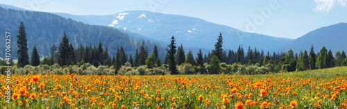 Blooming spring meadow on the background of snow-capped peaks, panoramic view © Valerii