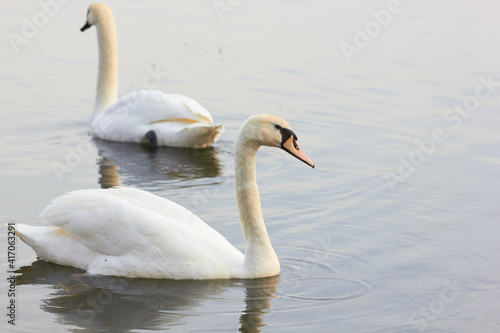 Two white swans float on the reflective water of the lake. 