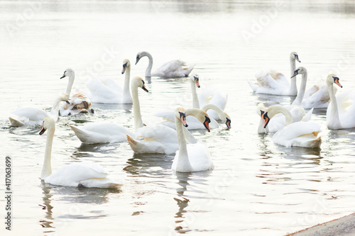A flock of white swans floating on the reflective water of the lake. © Nataliia