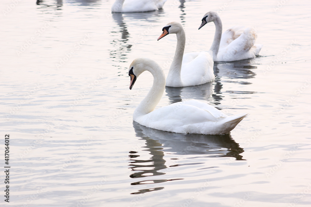 A flock of white swans floating on the reflective water of the lake.