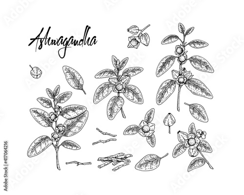 Set of hand drawn Ashwagandha branch with berries, root and leaves isolated on white background. Vector illustration in sketch style.
