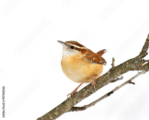 Tablou pe pânză carolina wren bird standing on tree branch in snow