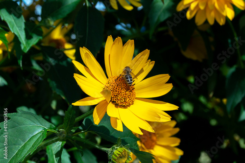 Wallpaper Mural A bee collects pollen while sitting on a yellow rudbeckia flower. The process of pollination of plants Torontodigital.ca