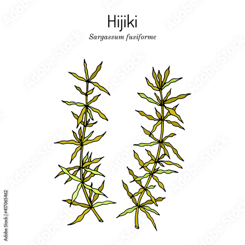Hijiki sargassum fusiforme , edible seaweed photo