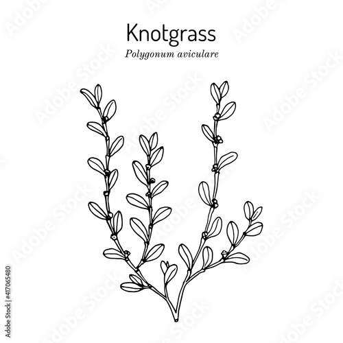 Common knotgrass, medicinal plant
