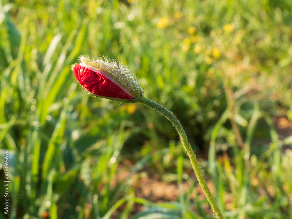 Obraz premium Red poppy flower bud in drops of dew close up on a background of green grass