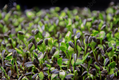 Photo of sunflower seedlings in nursery