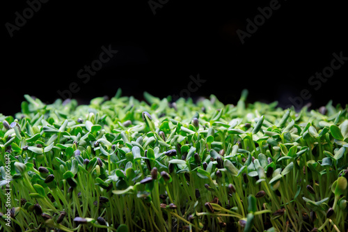 Photo of sunflower seedlings in nursery