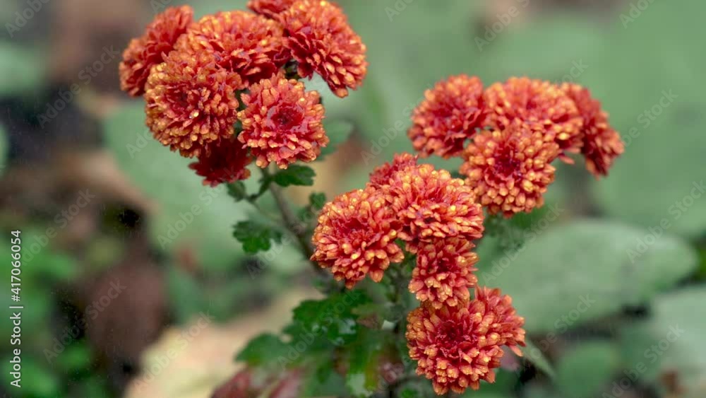 lots of marigold flowers in the rain lots of marigold flowers in the rain