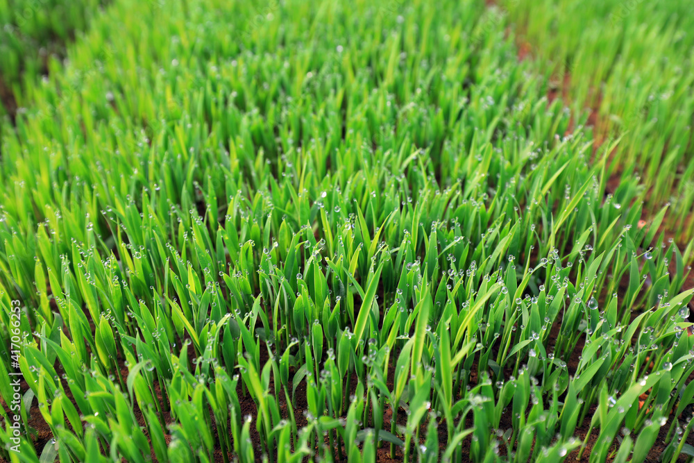 Vigorous growth of rice seedlings, North China Vigorous growth of rice seedlings, North China