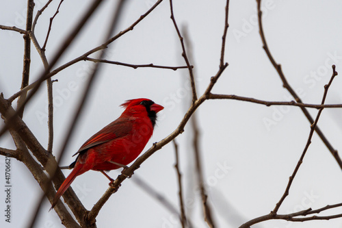 Close up image of a male northern cardinal (Cardinalis cardinalis) perching on naked tree branch in Maryland, USA in winter. This bright red song bird has black face mask and distinctive crest