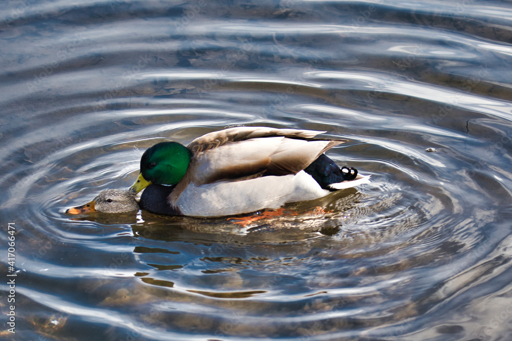 Obraz premium Pair of mallard ducks mating in the lake. Burnaby BC Canada 