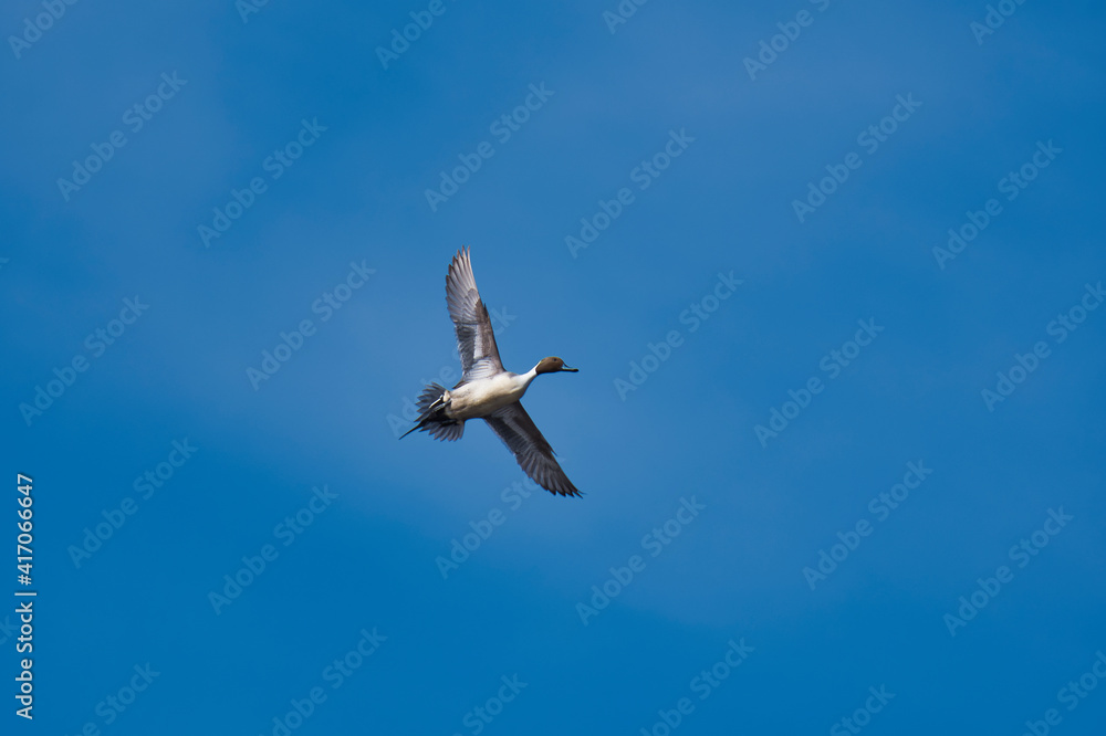 A male pintail duck flying in the blue sky.   Burnaby BC Canada

