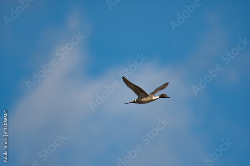 A male pintail duck flying in the blue sky.   Burnaby BC Canada 