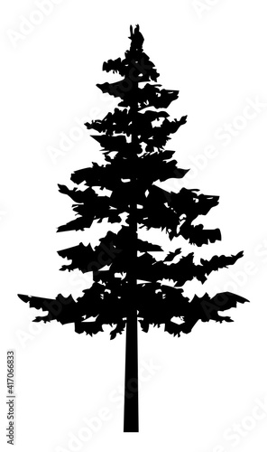 vector pine tree photo