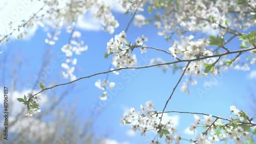 spring, a blooming tree under a blue sky