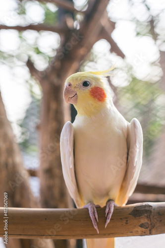 Yellow cockatiel on a branch. Young male cockatiel seen sitting on the inside of its large cage