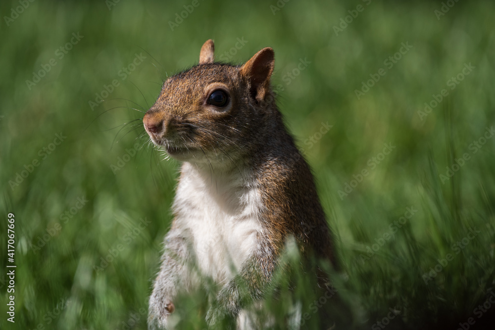 Fototapeta premium squirrel on the grass