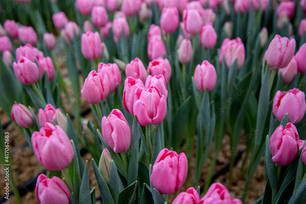 Obraz premium flowers tulips bouquet dutch bud
