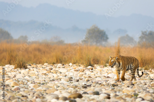 Royal Bengal Tiger from Tiger Capital in India - Jim Corbett National Park