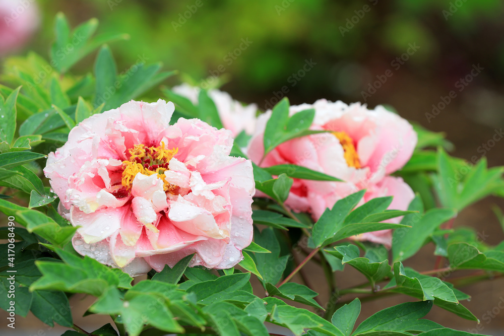 Beautiful Peony in the botanical garden, North China Beautiful Peony in the botanical garden, North China
