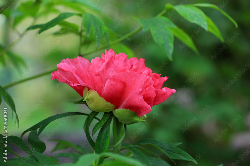 Fototapeta premium Beautiful Peony in the botanical garden, North China