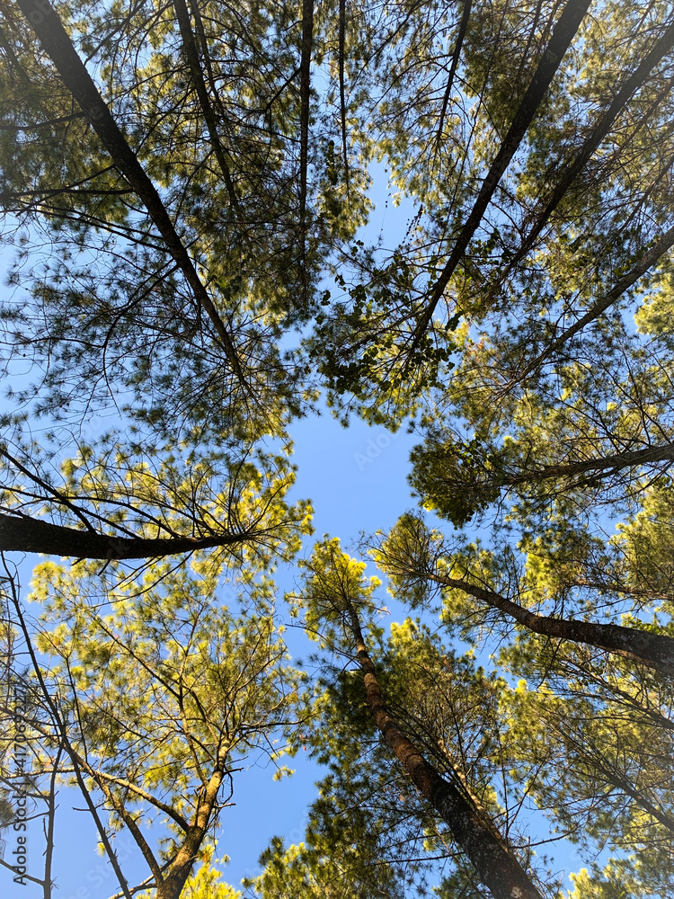 Fototapeta premium trees in the bedengan forest