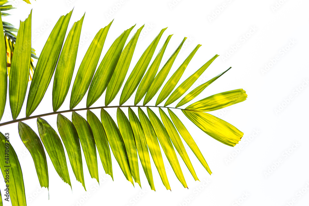 Fototapeta premium Fresh green palm leaves over white sky background, outdoor day light, nature concept background