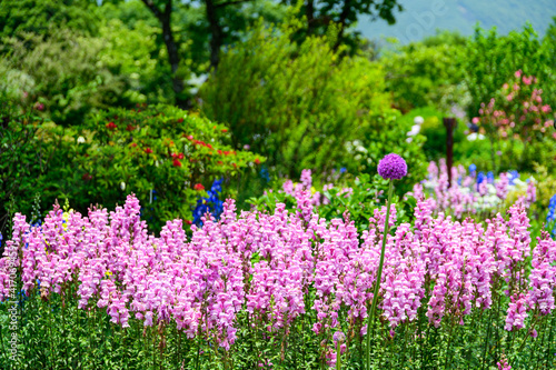 花　植物　くじゅう花公園
うららかな春の季節　美しい花の楽園風景
日本　大分県竹田市　くじゅう花公園
Flower plant Kuju Flower Park
Kuju Flower Park, Taketa City, Oita Prefecture, Japan photo