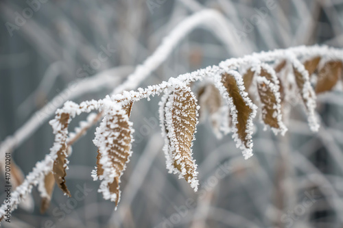 Dry branches of a plant covered with frost in nature as a background.Minimalism in winter landscape photography © kvdkz