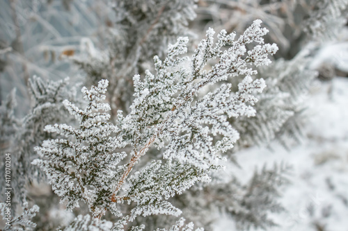 The branch of the thuja plant is covered with frost in nature.