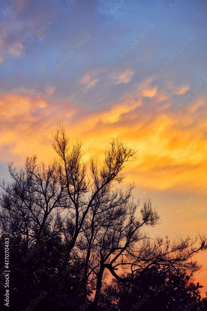 Beautiful sunset sky with clouds framed by silhouette of trees