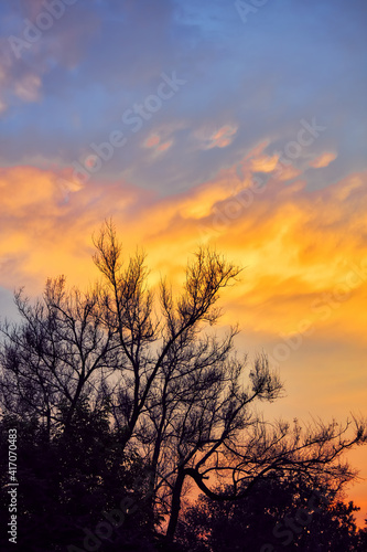 Beautiful sunset sky with clouds framed by silhouette of trees © Cagkan