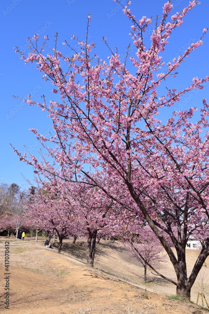 Sakura 2021 Sakura 2021