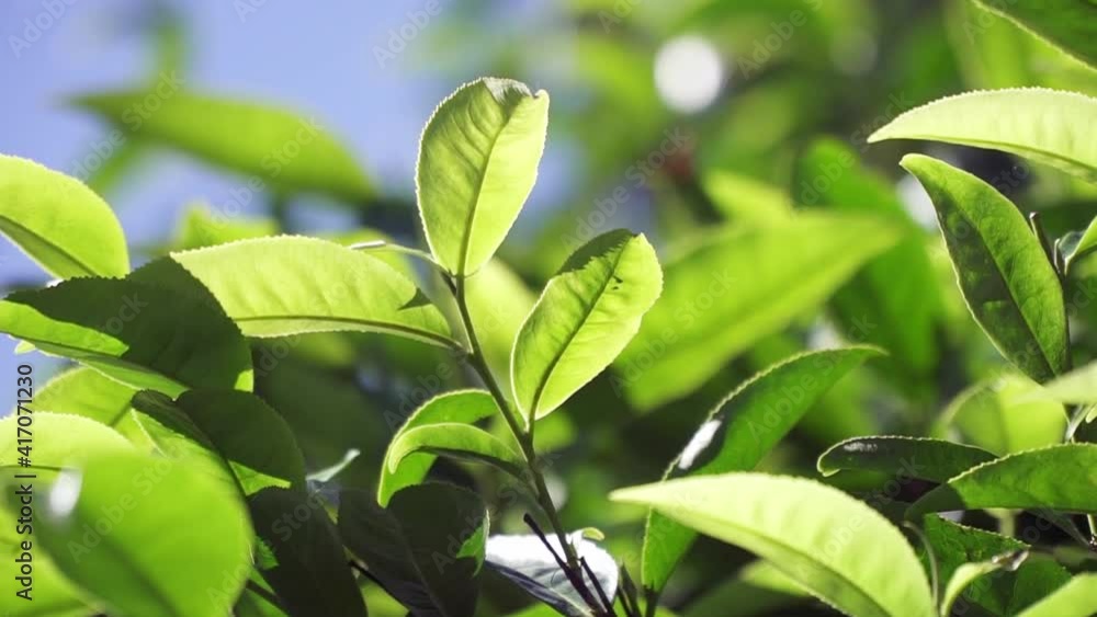Phou San Wild Tea Leaves with Blurry Background. Branch of Green Wild Tea Leaves. Phou San Wild Tea Leaves with Blurry Background. Branch of Green Wild Tea Leaves.